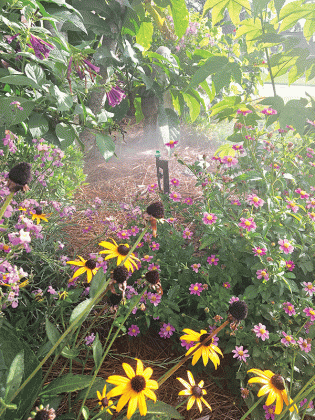 Water your plants deeply and early in the morning or late in the evening when the temperature is cooler, allowing the roots to absorb moisture effectively. (Photos by Heather Kirk-Ballard/LSU AgCenter)