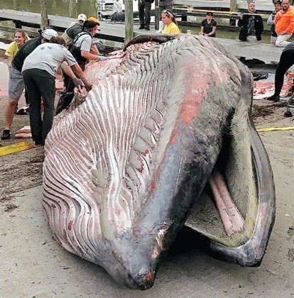 A dead Rice’s whale washed up on a Florida beach in 2019. It was found to have been killed by a plastic fragment lodged in its stomach. (National Park Service photo)