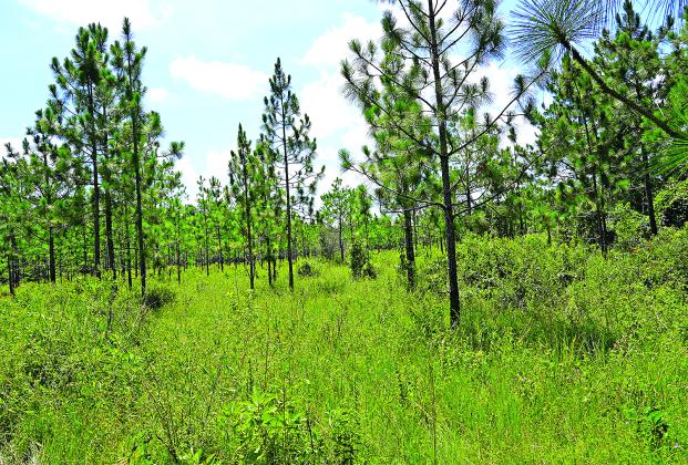 This savannah at the Marsh Bayou WMA shows some of the success of the initial restoration efforts from 15 years ago, with a mixture of longleaf pine in a diverse ecosystem that allows sunlight to get to the ground, encouraging growth of grasses and other plants animals like Eastern wild turkey, bobwhite quail and whitetail deer need to survive.