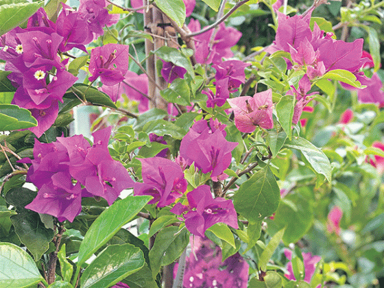 Turfgrass and tropical plants thrive in the summertime. (Photo by Heather Kirk-Ballard/LSU AgCenter)