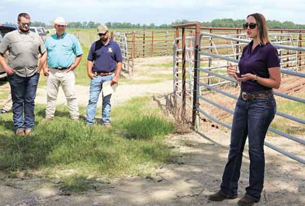 LSU AgCenter regional livestock specialist Ashley Edwards 