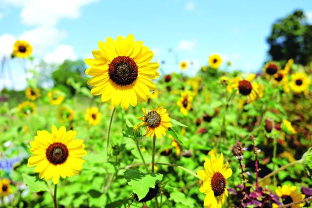 Suncredible Saturn sunflower is a 2023 Louisiana Super Plant selection for warm-season color. (LSU AgCenter file photo)