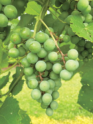 Muscadines ripening on the vine. (Photo by Kiki Fontenot/LSU AgCenter)