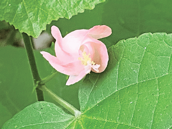 Turk’s cap is native to North America and comes in colors of red and light pink. (Photo by Heather Kirk-Ballard/LSU AgCenter)