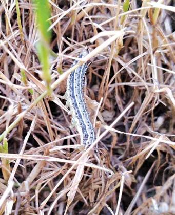 Armyworms feed on turfgrasses, causing large brown patches in lawns. (Photo by David Sexton/LSU AgCenter) 