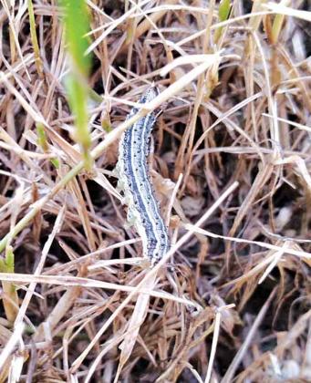 Armyworms feed on turfgrasses, causing large brown patches in lawns. (Photo by David Sexton/LSU AgCenter)