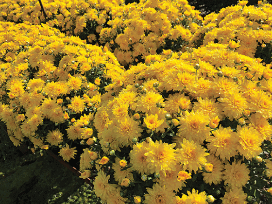 Chrysanthemum means “gold blossom” in Greek. These flowers are a symbol of fall. (Photo by Anna Ribbeck/LSU AgCenter)