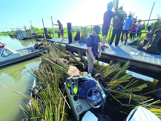 California Bulrush Plugs and Giant Cutgrass Plugs are being unloaded and placed into one of the boats for the water planting by Eunice High School FFA members.