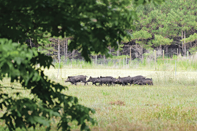 By Olivia McClure  omcclure@agcenter.lsu.edu  BATON ROUGE — After years of research aimed at finding an effective way to control exploding populations of feral hogs, a patent has been issued for a bait developed by scientists with the LSU AgCenter and LSU Department of Chemistry.   The bait uses sodium nitrite, which is lethal to feral swine, the culprits behind millions of dollars in damage to agricultural fields and forestlands in Louisiana and across the country. But the bait has minimal impact on the en