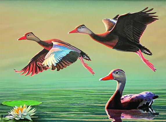 John Nelson Harris’ winning entry in the 2025 Louisiana Duck Stamp Contest. (Submitted photo)