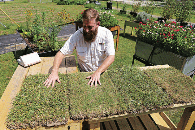 LSU AgCenter horticulture agent Will Afton stands with samples of four warm-season turfgrasses commonly used in Louisiana. From left to right are St. Augustinegrass, zoysiagrass, centipedegrass and bermudagrass. (Photo by Randy LaBauve/LSU AgCenter)