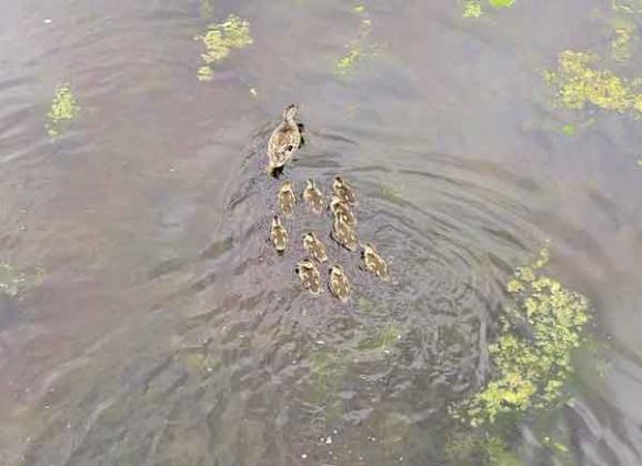 A mallard hen escorts her nine ducklings across a pond. The picture was taken by a drone as part of a project using drones outfitted with thermal imaging cameras to survey duck broods in Manitoba, Canada, and Minnesota. Once ducks were identified via thermal imaging, the drone would be lowered to take a color photograph to help identify the species.  (Photo by Jacob Bushaw/LSU AgCenter)