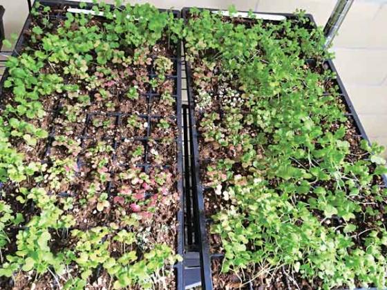 Assorted microgreens grow in trays. Photo by Kaylee Deynzer/ LSU AgCenter