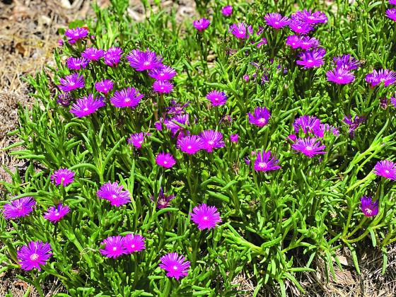 Select plants with heat and drought tolerance for summer landscapes. Photo by Heather Kirk-Ballard/LSU AgCenter