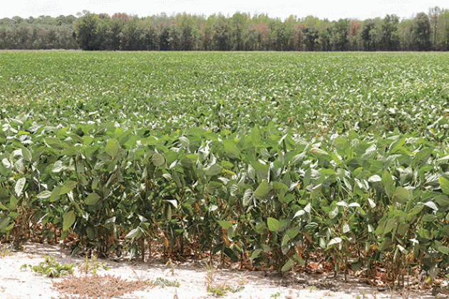 Soybeans in a field in Evangeline Parish north of Eunice weather another day of 100-degree heat on Tuesday. (Photo by Harlan Kirgan)