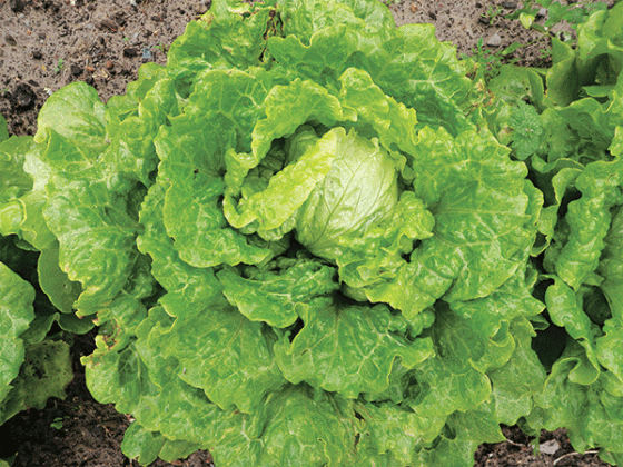 Lettuce can be planted in September and October throughout Louisiana and into November in southern parishes. Lettuce doesn’t need as much sunlight as other fall vegetables, making it a good option for those with shadier gardens. (LSU AgCenter file photo)