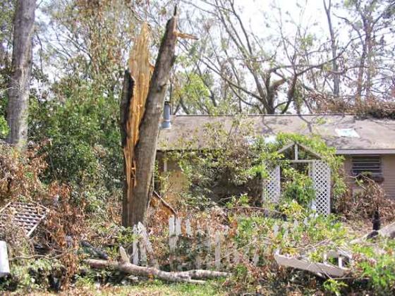 Trees that are severely damaged should be removed by a licensed arborist. (LSU AgCenter file photo by Dan Gill)