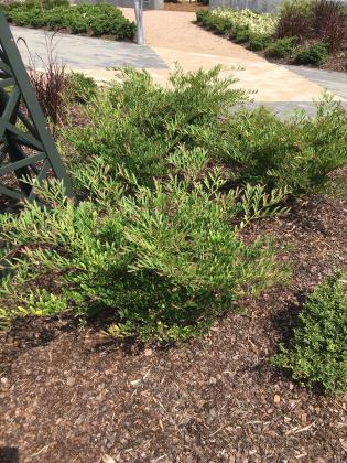 Compact Cinnamon Girl distylium is a versatile and attractive evergreen shrub prized for its gorgeous foliage, unique growth habit and year-round appeal. (Photos by Heather Kirk-Ballard/LSU AgCenter)