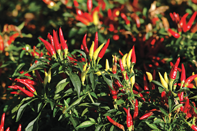Ornamental pepper plants are the perfect way to both spruce up the late summer landscape and celebrate the transition into fall. (LSU AgCenter file photos)
