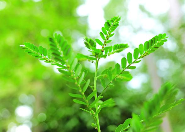 Warm-season weeds like chamberbitter should be pulled to prevent seed drop. (LSU AgCenter file photos)