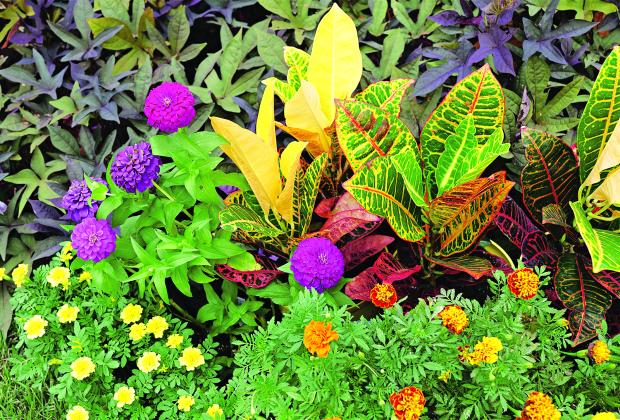 Crotons, marigolds and zinnias can help smooth the transition from summer to fall in the Louisiana garden.