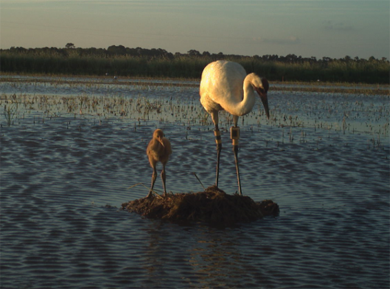 A whooping crane cares for its chick, hatched during the 2022 nesting season in Louisiana. 