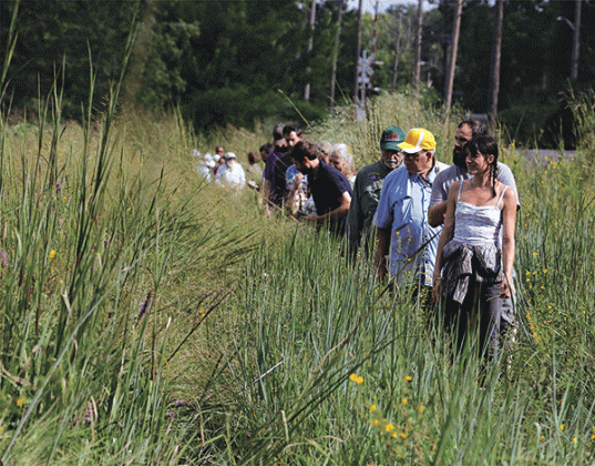 The Cajun Prairie Habitat Preservation Society held its Fall tour of the site in Eunice on Saturday morning. About 40 people attended and saw a prairie in full bloom. At right, Matthew Boutte and  Margaret Frey stop  on the walk around the 10-acre site. The society was officially founded on May 22, 1989, by prairie enthusiasts including biologists Charles Allen and Malcolm Vidrine, who taught at LSUE.  Below is the Gulf Fritillary butterfly, the state butterfly. (Photo by Harlan Kirgan)