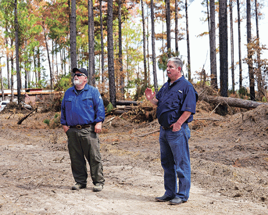 Burned pine trees tower above foresters Paul Stone, left, of Crosby Resource Management, and Robbie Hutchins, of the LSU AgCenter, as they survey damage from recent wildfires near the Westport community in Rapides Parish on Sept. 5. (Photo by Olivia McClure/LSU AgCenter)
