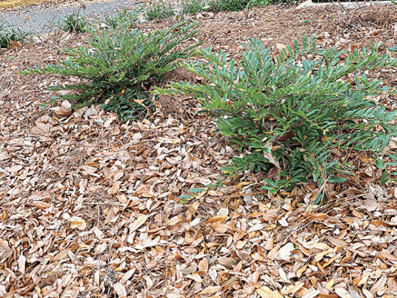 Fallen leaves are economical because they are free. They are an excellent organic option for landscape beds. (Photo by Heather Kirk-Ballard/LSU AgCenter)