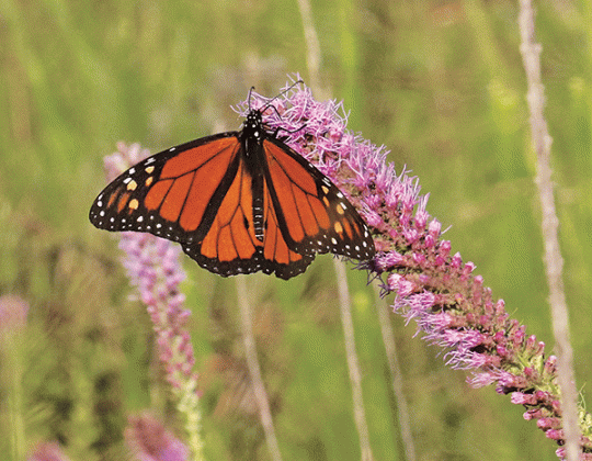 A monarch butterfly lands on a blazing star at the Eunice Prairie on Saturday. The native plants were shorter than usual, but survived the drought. (Photo by Harlan Kirgan)