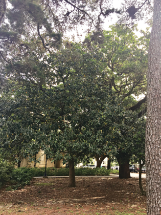 Southern magnolia is a native beauty resistant to strong winds. (Photo by Heather Kirk-Ballard/LSU AgCenter )