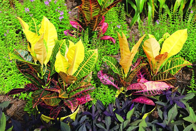 Vibrant marigolds, zinnias and crotons offer a way to refresh the late-summer garden as we prepare to transition into fall. (Photo by Randy LaBauve/LSU AgCenter)