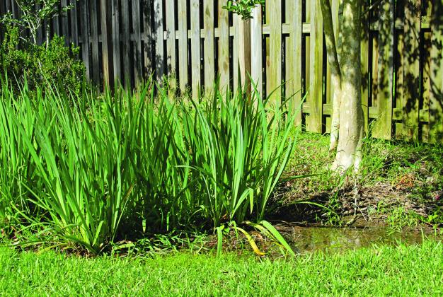 Louisiana irises make a great plant selection for a rain garden. (Photo by Heather Kirk-Ballard/LSU AgCenter)