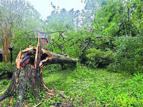 Snapped tree following Hurricane Ida. (Photo by Kaylee Deynzer/LSU AgCenter)