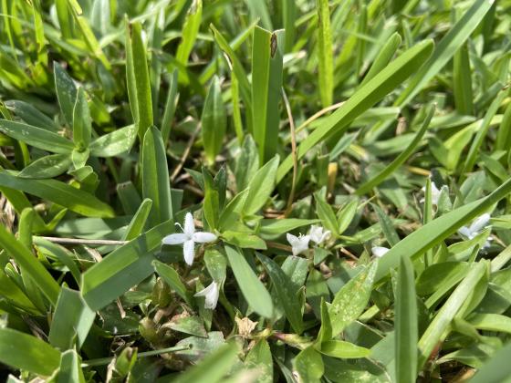 Virginia buttonweed is easy to spot in lawns because of its small white flowers. (Photo by Olivia McClure/LSU AgCenter)