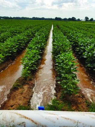 The LSU AgCenter’s new web-based Drought Irrigation Response Tool, or DIRT, is an integrative platform that assists farmers in making irrigation scheduling decisions during the crop season. (LSU AgCenter file photo)
