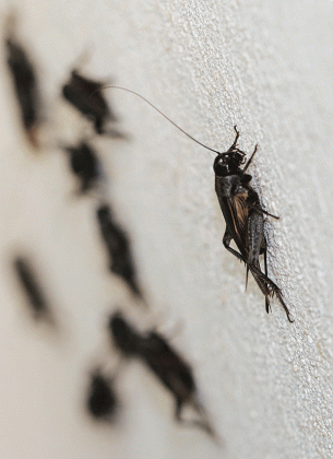 Crickets congregate on a white wall near a light at The Eunice News.  (Photo by Harlan Kirgan)