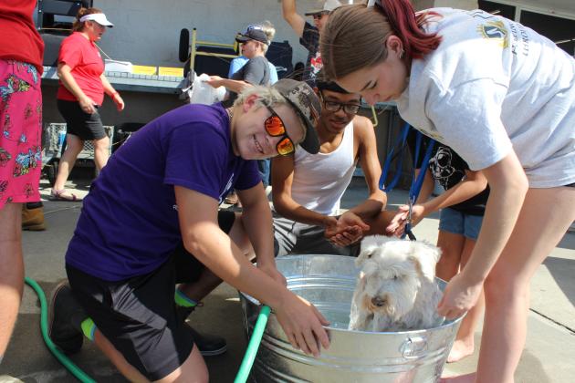 Bathing Jaeger, a 9-year-old male Mini Schnauzer are Austin Francois, left, Leilun Jackson and Lillie Dubroc.