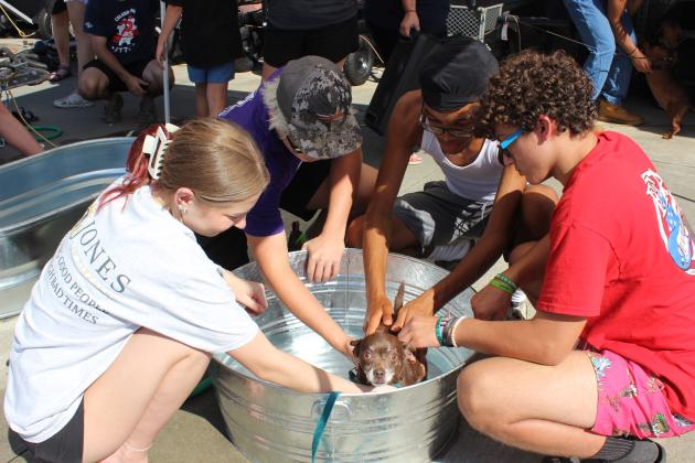 Rufus, a 12-year-old mix Chihuahua and Pug, gets a bath at Tractor Supply in Eunice from EHS FFA members, left, Lillie Dubroc, Austin Francois, Leilun Jackson and Gavin Fontenot.