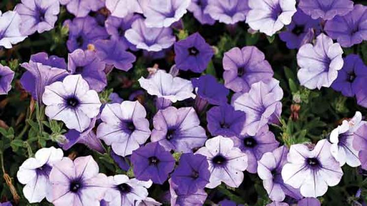 Supertunia Mini Vista Indigo has been named a fall 2021 Louisiana Super Plant selection. (Photo by Craig Gautreaux/LSU AgCenter )