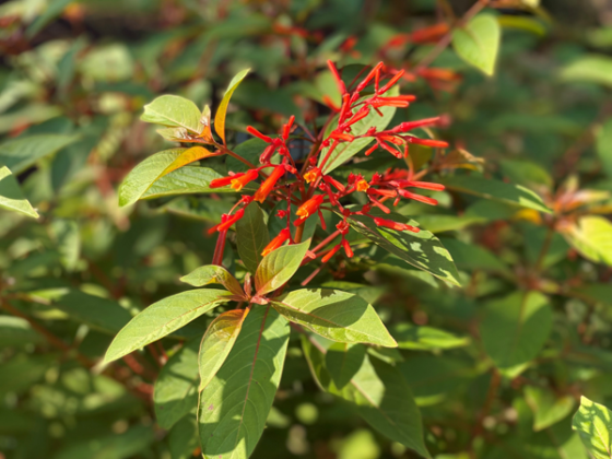 Firebush (Hamelia patens) is a tropical flowering shrub with red and orange tubular flowers. (Photo by Heather Kirk-Ballard/LSU AgCenter)