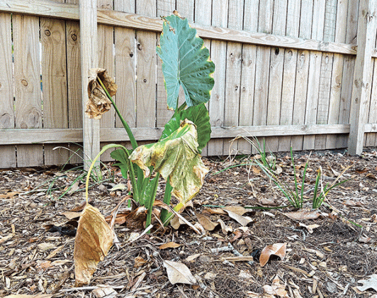 This summer’s drought has been tough on plants such as these elephant ears and Louisiana irises. There is now concern about salt intrusion in the water supply.