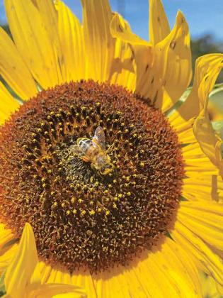 Pollen-producing sunflowers are perfect for home gardeners who are planting to support pollinators.