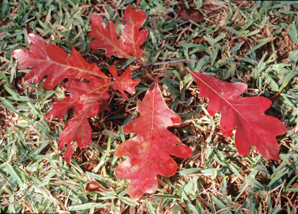 Fallen leaves can be raked and used as mulch in landscape beds and gardens or composted. (LSU AgCenter file photo)