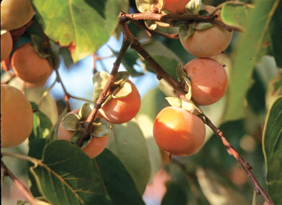 The native persimmon has small fruit with lots of seeds, making them difficult to eat, even when ripe. They are known to attract deer and other wildlife. (Photo by Bob Mirabello/LSU AgCenter)