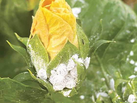 Mealybugs are often found on the leaves, stems and flower buds of your plants. (Photos by Heather Kirk-Ballard/LSU AgCenter) 
