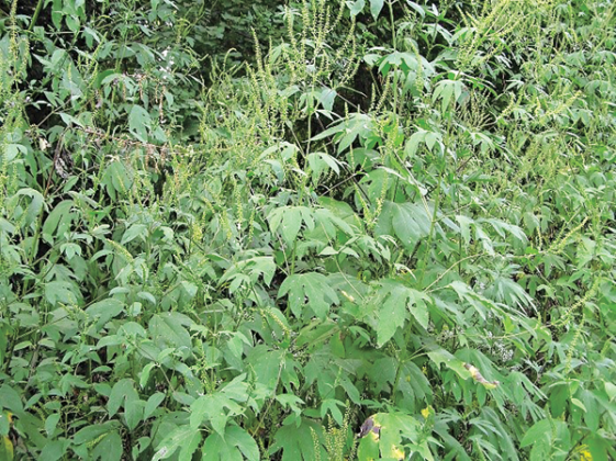 Ragweed plant in bloom. (LSU AgCenter file photo)