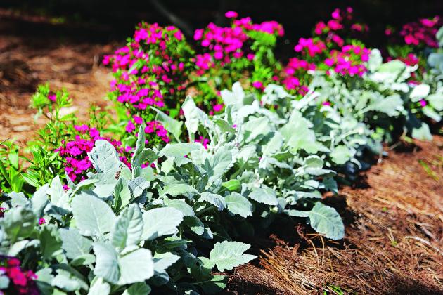 Dusty miller, a 2025 Louisiana Super Plant, is a tough plant that brings striking visual and textural contrast to the garden. It is a great choice for borders like this one, which also features Jolt series dianthus. (Photo by Olivia McClure/LSU AgCenter)