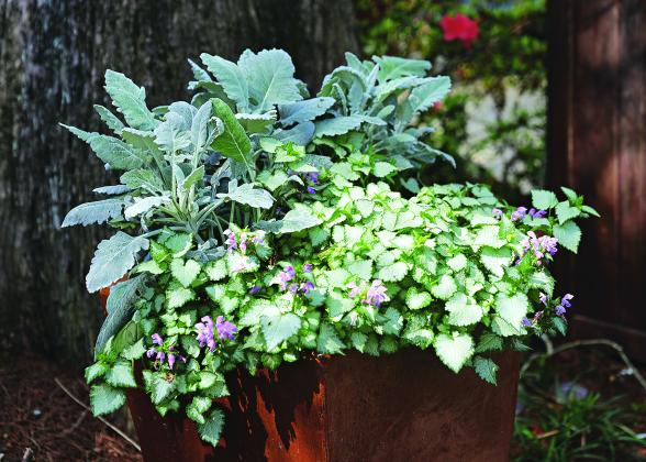 Dusty miller works well in mixed container plantings. (Photo by Olivia McClure/LSU AgCenter)