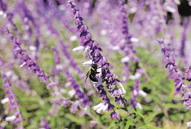A bee collects pollen from a flower on a Mexican bush sage plant. (Photo by Randy LaBauve/LSU AgCenter)